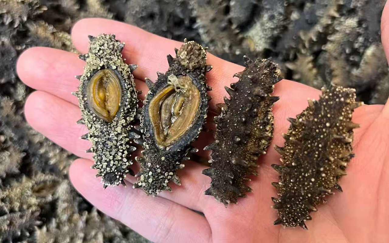 南昌淡干海参实拍图